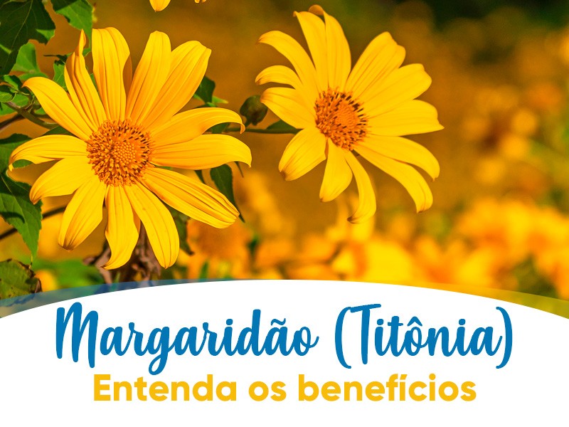 Margarido, Titnia ou Mo-de-deus? Entenda os benefcios!